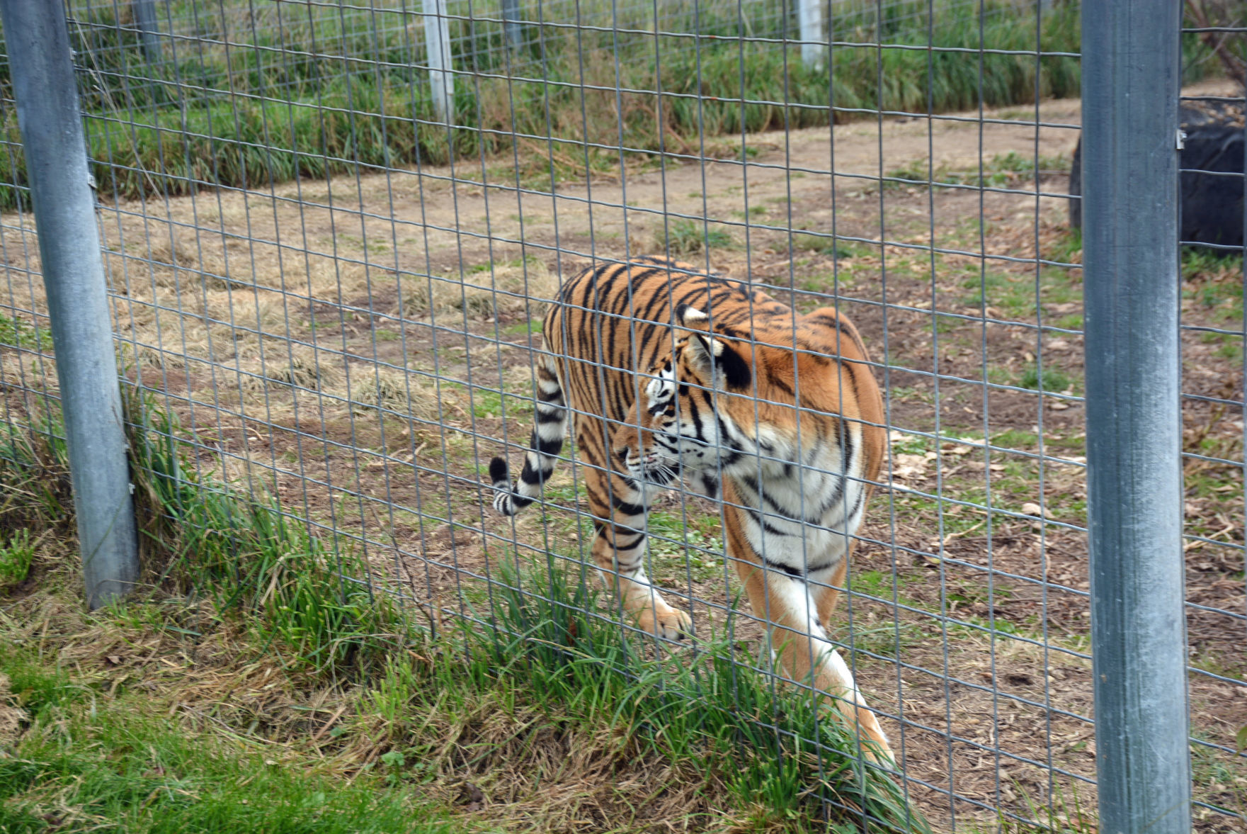 103119-star-news-cats13.jpg